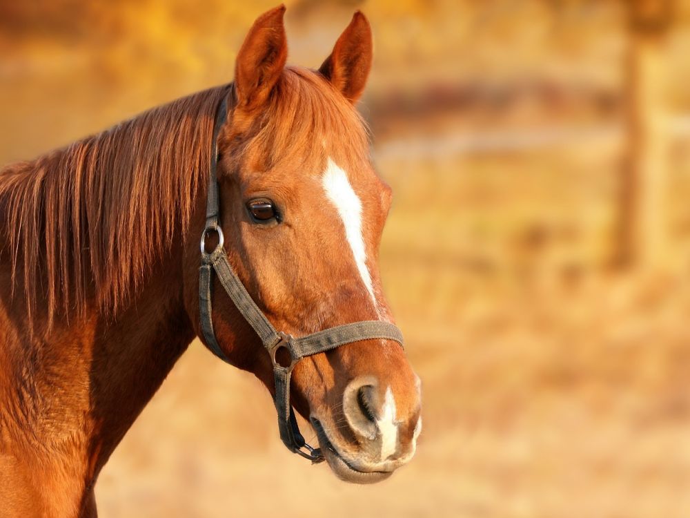 Eskadron: Kvalitet og stil for hest og rytter