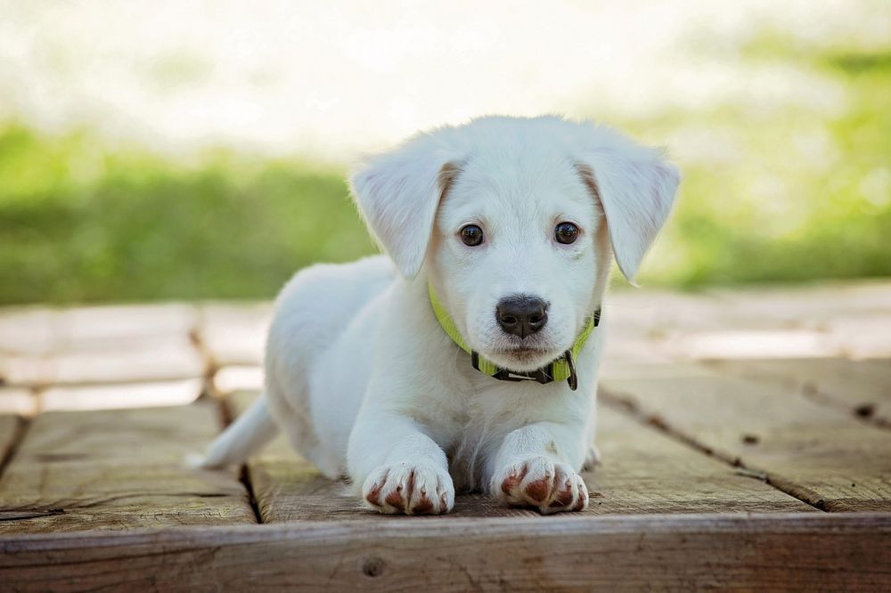 Omplassering av hund i Rogaland: Hva bør du vite?
