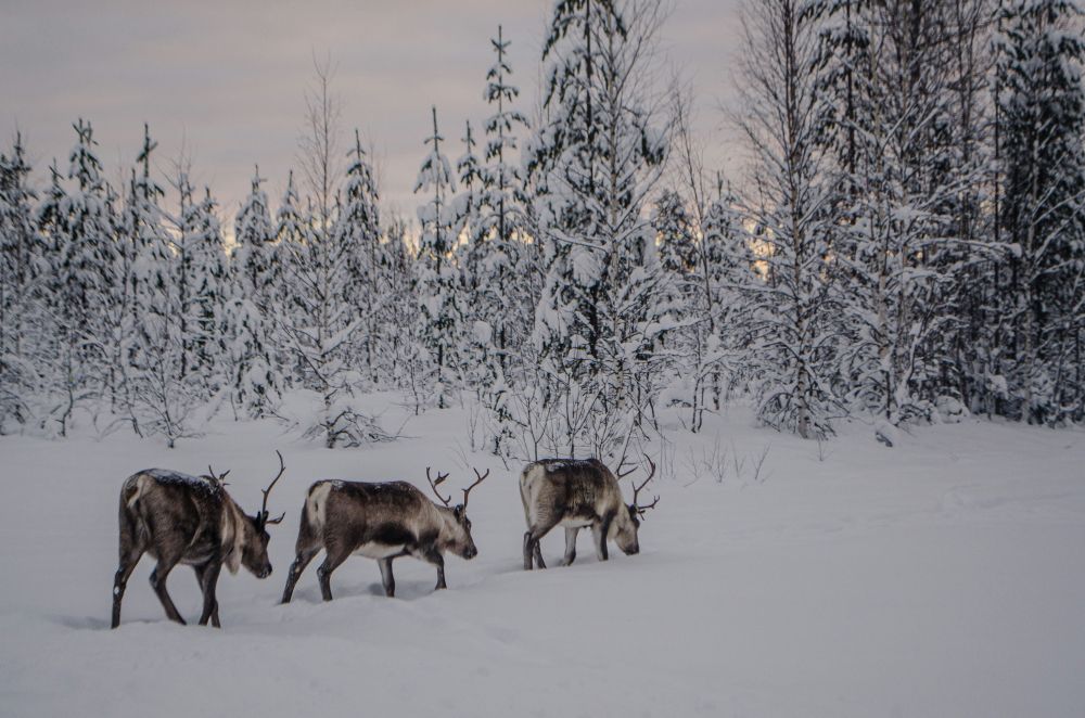 Reinsdyr-opplevelse i Finnmark: Nærkontakt med natur og tradisjon